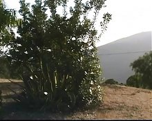 Instead of Picnic Brilliant Girl with Big Tits Gets Dick in Her Hole and Cum on Her Boobs